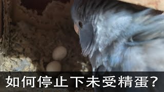 Pacific Parrotlets/太平洋鸚鵡  分享停止下未受精蛋的處理方式