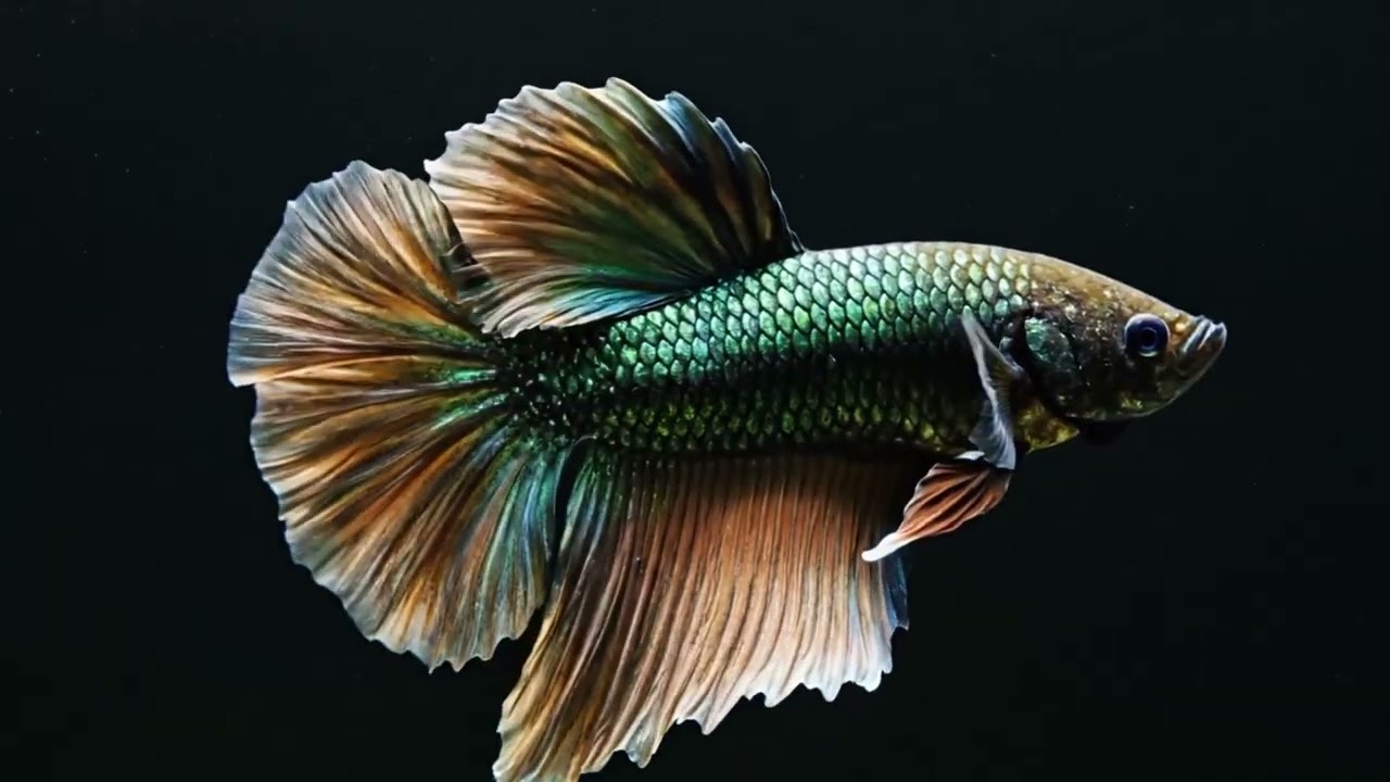 Calm Your Mind: 4K Betta Fish in Black Aquarium 🐠 Relaxing Music