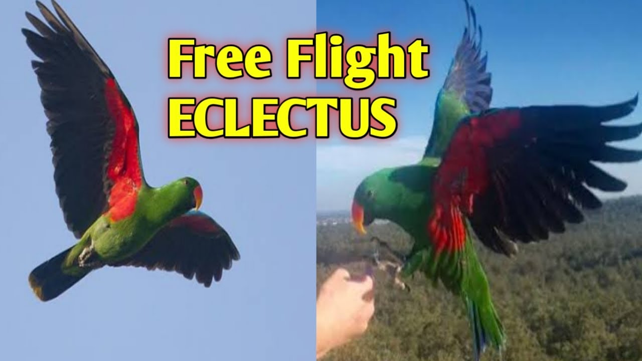 FREE FLIGHT ECLECTUS PARROT - YouTube