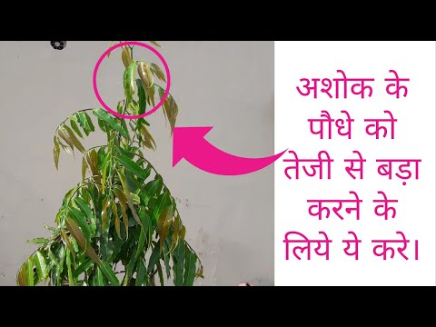 वीडियो: बाड़ के लिए सबसे लोकप्रिय चढ़ाई वाले पौधे