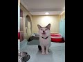 MOSHIE#pet #pets #pethotel #dog #cat #dogs #cats #petboarding