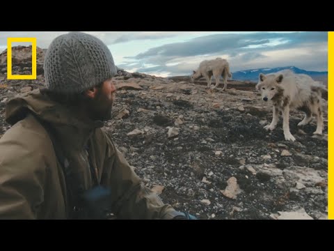 Vidéo: L'homme vit parmi les loups sauvages !!