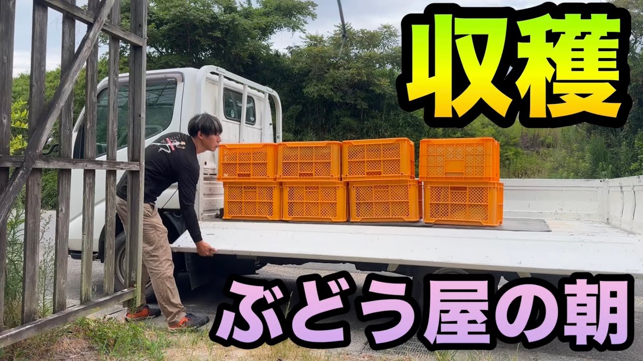 ぶどうの収穫の様子2025〜ぶどう屋の朝は早い〜2025-08-09
