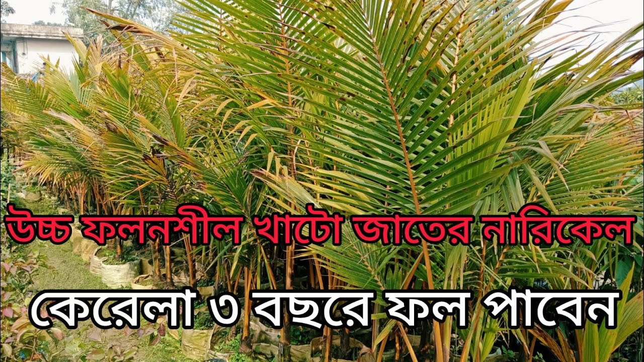 হাইব্রিড খাটো জাতের নারিকেল গাছ পাবেন এখানে সীমিত দামে গাছ পেতে যোগাযোগ করুন ০১৭৩৯৩৭৯১৭৮