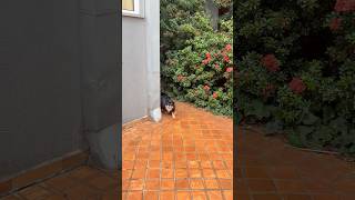 Wait linga guli dog song cat song dog songs cat songs music puppy animals pets shorts funny cute pet