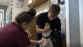 Career & Technical Education: Veterinary Medicine