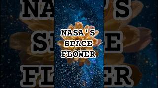 The First Flower Grown in Space 🚀 #NASA #Science #flowerfacts #thefanofflora