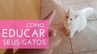 Como Educar seus Gatos | Gato é Vida #gatoevida