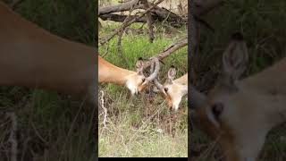 Impala Rams Rutting
