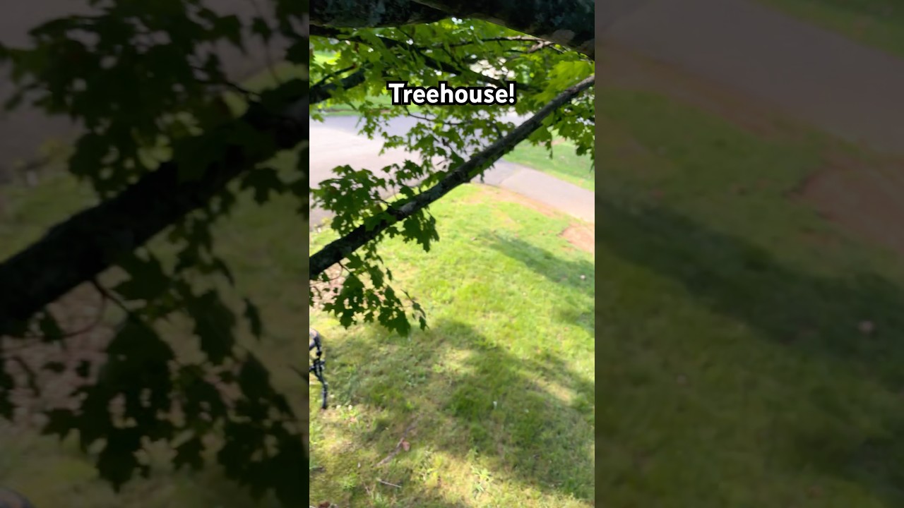 Look at this treehouse!