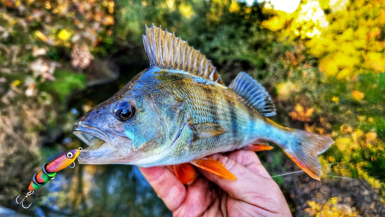 BIBANII ATACĂ PE NISTRU! PESCUIT LA RĂPITOR CU CAPTURI FRUMOASE!