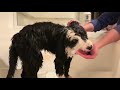 Bath time with Mr. Elliot the Sheepadoodle