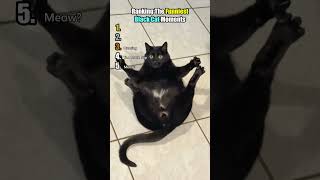 Black Cats Are Pure Chaos 😂🐱 #blackcat #funnypets #pets #funny #viral #funnyanimals #funnycats
