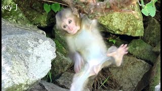 Baby monkey playing on a tree hanging down