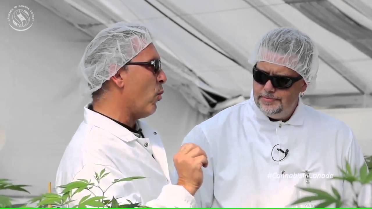 Largest Grow ever on Cannabis in Canada