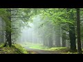 Relaxing Music, Meditation, Calm Music, Healing, Sleep, Soothing Music, Relax, Yoga, Study, ☯1962