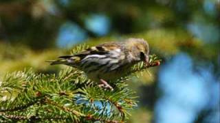 birds and squirrels