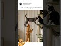 Gato Scalp foi pego pelo MERCADO