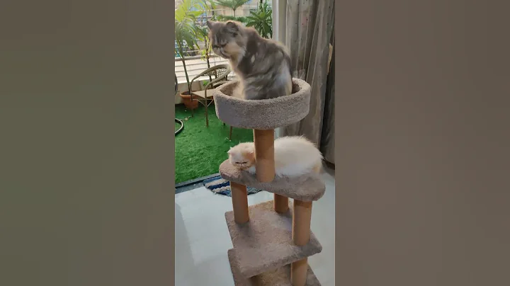 Video 4762171: felines persian cats, quality persian cat, female persian