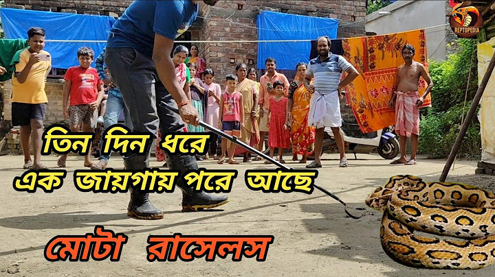 মোটা রাসেলস ভাইপার তিন দিন ধরে এক জায়গায় পরে আছে |  Russell's viper rescue | Reptopedia