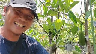 Ciri-ciri tanaman nangka j33 akan berbuah || Tabulampot nangka Tekam Yellow @bolangagromalang