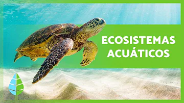 ¿Cuáles son las principales diferencias entre un ecosistema acuático y un ecosistema terrestre?