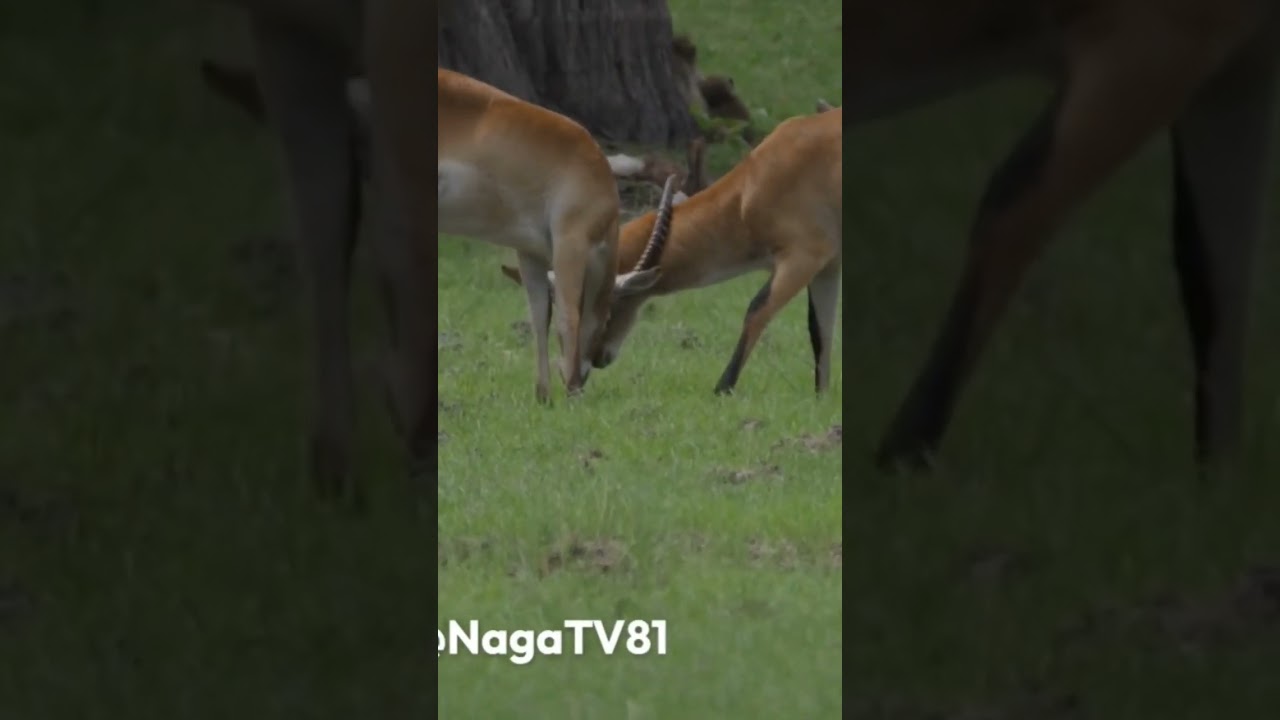 Antelopes Fighting! 