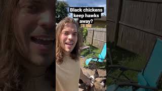 Do Black Chickens Keep Hawks Away? #chickens #backyardchickens #shorts