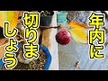 見頃を終えたら切りましょう！姫りんごと深山海棠（Club Apple）