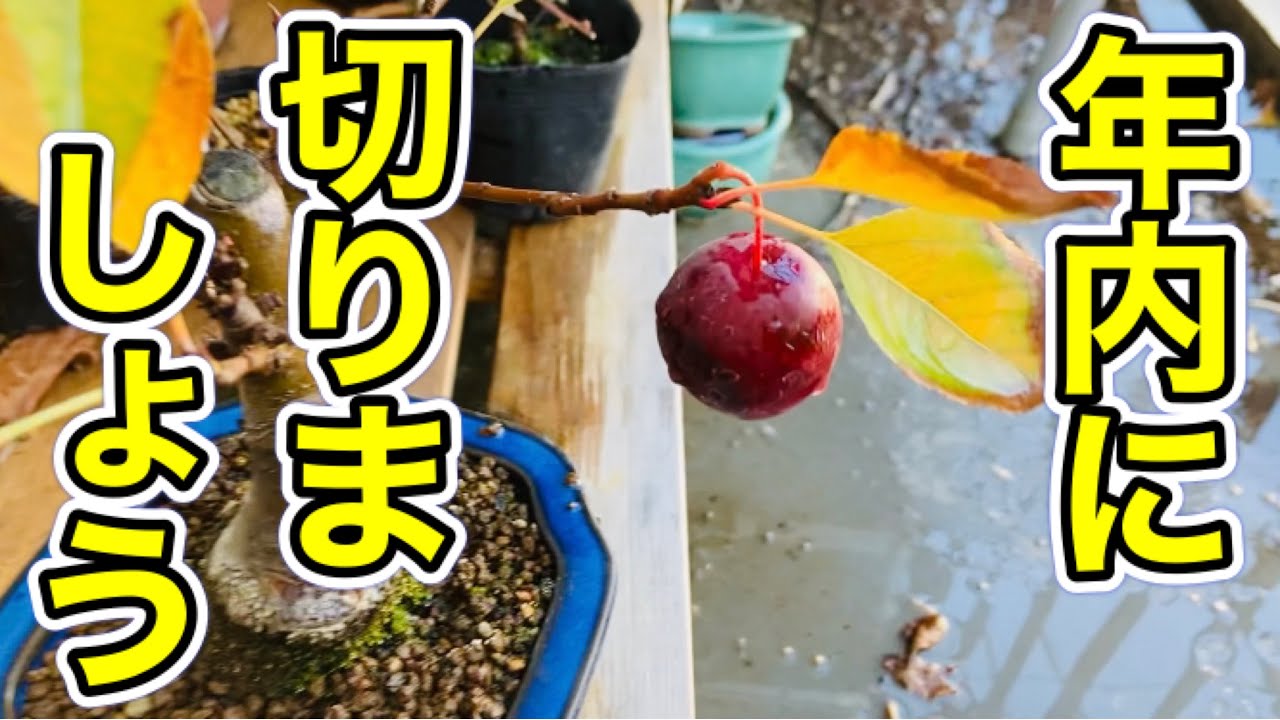 見頃を終えたら切りましょう!姫りんごと深山海棠(Club Apple 見頃を終えたら切りましょう!姫りんごと深山海棠(Club Apple