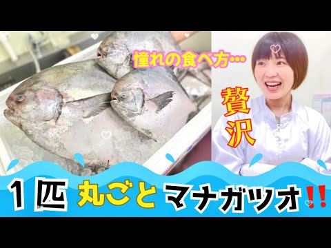 幻の超高級魚愛媛県産マナガツオ！！ 瀬戸内海の超高級魚 マナガツオ 半身フィーレ – 高知かわうそ市場