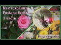 Розы в коробке. Как сохранить Розы до весны? 1часть