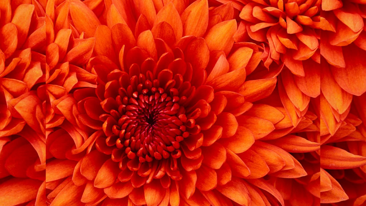 16 Horsepower Wayfaring Stranger