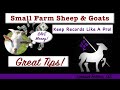 Your sheep and goat farm  keeping farm records like a pro
