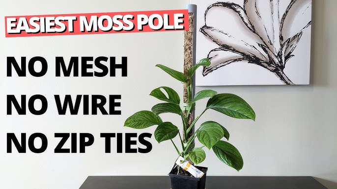 How to Create a Moss Pole for Your Indoor Plants