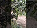 Fruiting Stage.. Mango. Mango 🥭 Farming...