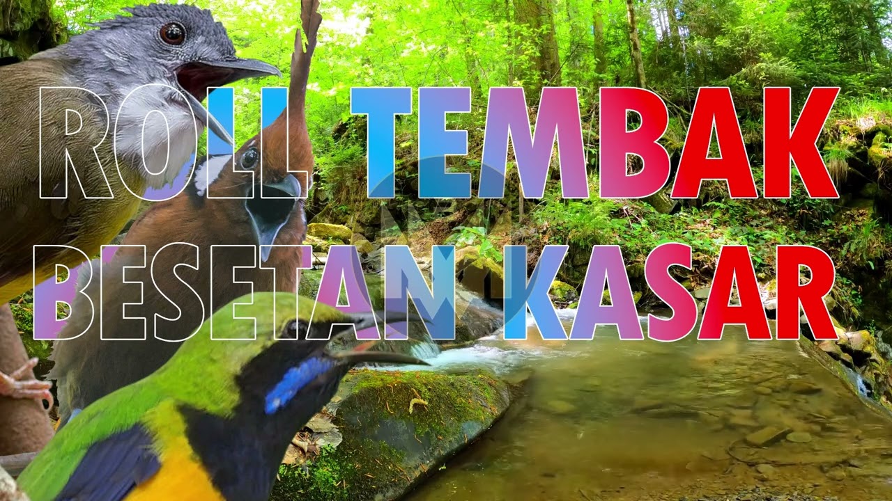 Masteran Burung Lomba Paling Ganas! Roll Tembak & Besetan Kasar Bikin Kaget 😱🔥 #masteranmuraibatu