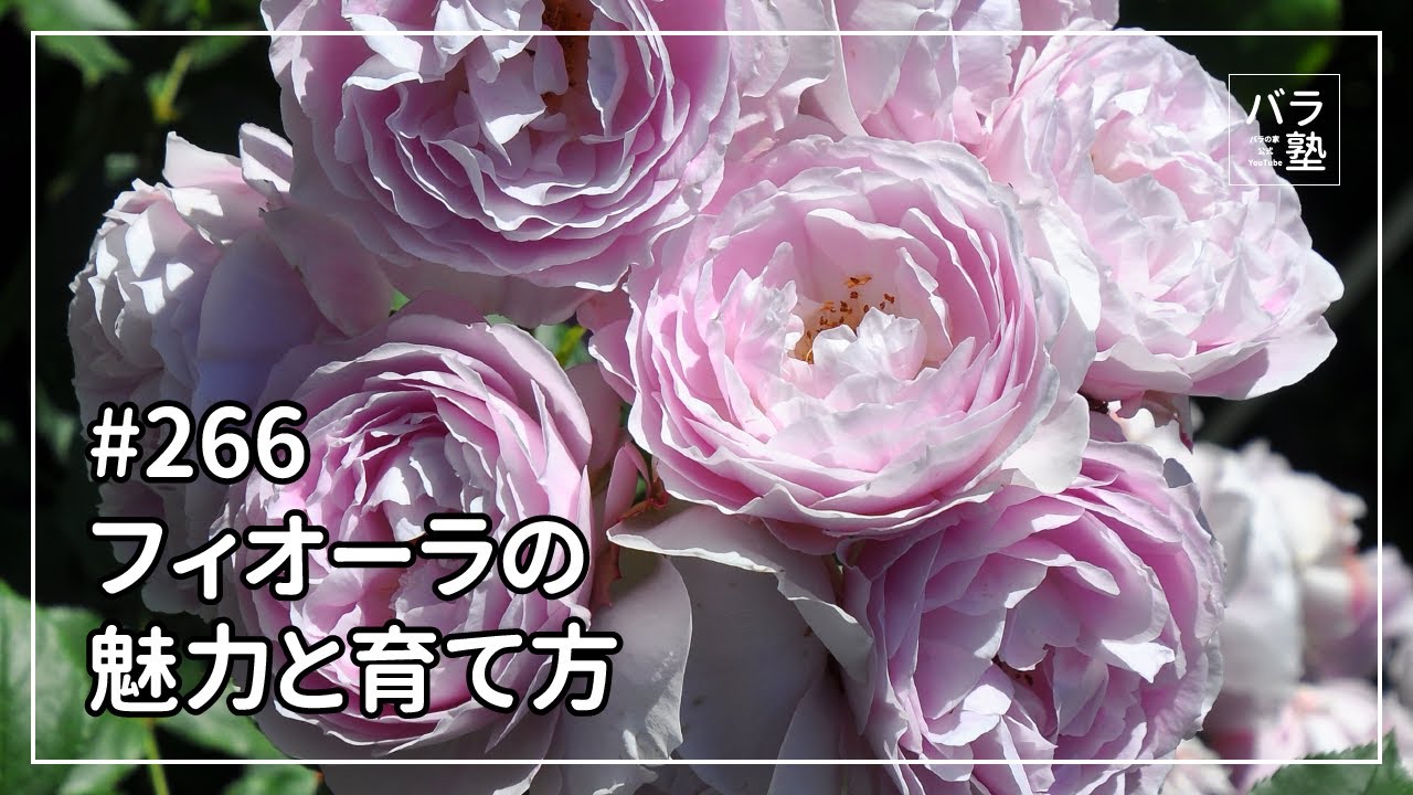 バラ苗【6号新苗】フィオーラ 国産苗 6号鉢植え品［農林水産省 登録
