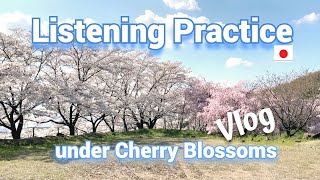 [Eng Sub] Japanese Listening Practice | Walk under the Cherry Blossoms in Full Bloom