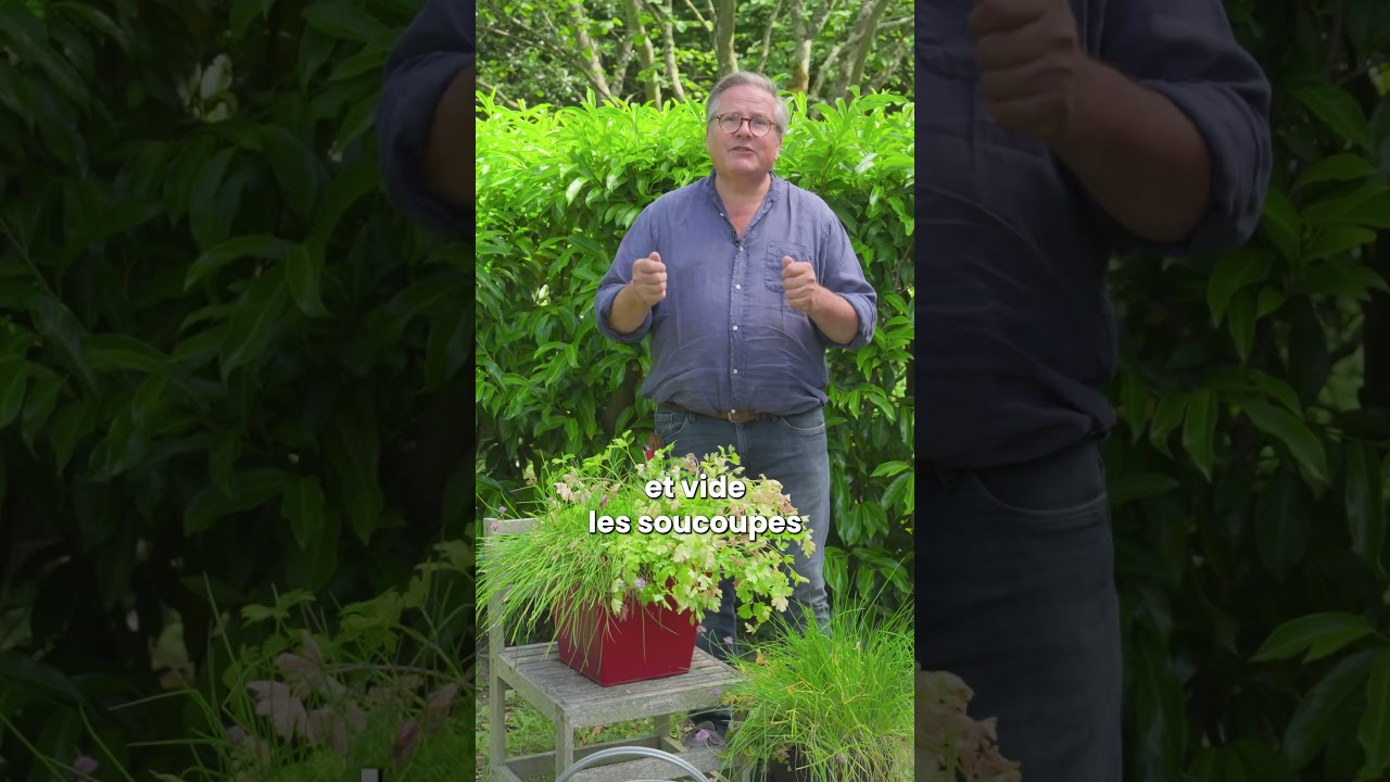 Persil qui jaunit, ciboulette qui tombe 🌿 (comment les sauver) - Truffaut
