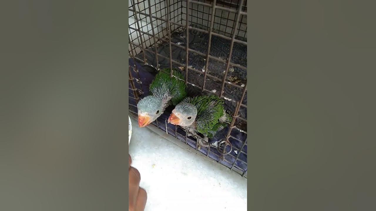 baby-parrot-food-youtube