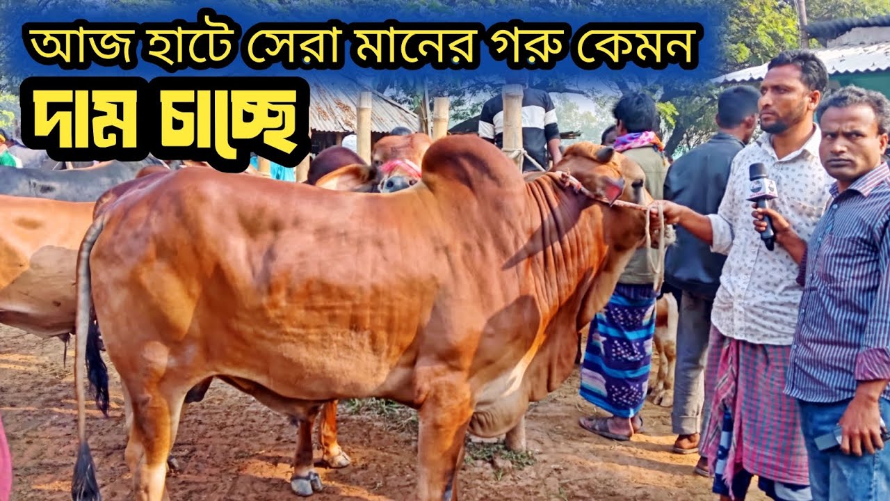 @আজ আমবাড়ি হাটে সেরা মানের, খামার উপযোগী গরু কেমন দামে বিক্রি করবেন, ব্যাপারীরা দেখেন! 
