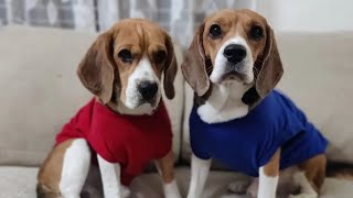 Meet my Big Brother Thor | Moon the beagle by Moon the beagle 318 views 3 months ago 1 minute, 36 seconds