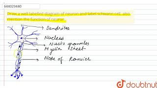 Draw a well labelled diagram of neuron and label schwann cell. also mention the function of neur...