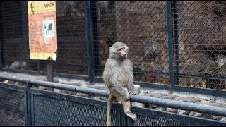 EL ZOOLÓGICO FANTASMA... Los animales que viven en un enorme zoológico sin público en Mendoza