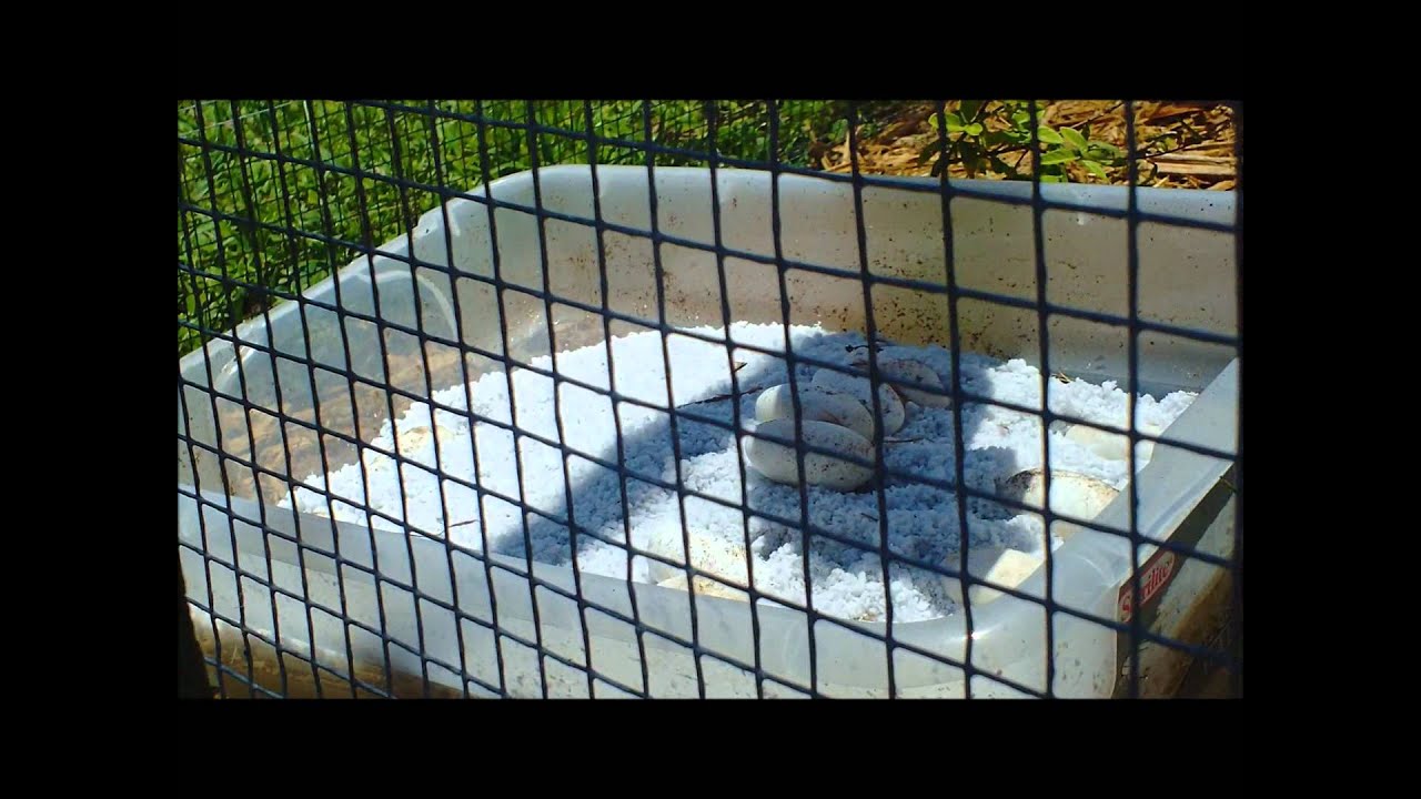 lizard skin grips THE LAST BLUE TEGU EGGS OF THE SEASON