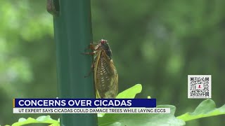 Concerns over cicadas in TN