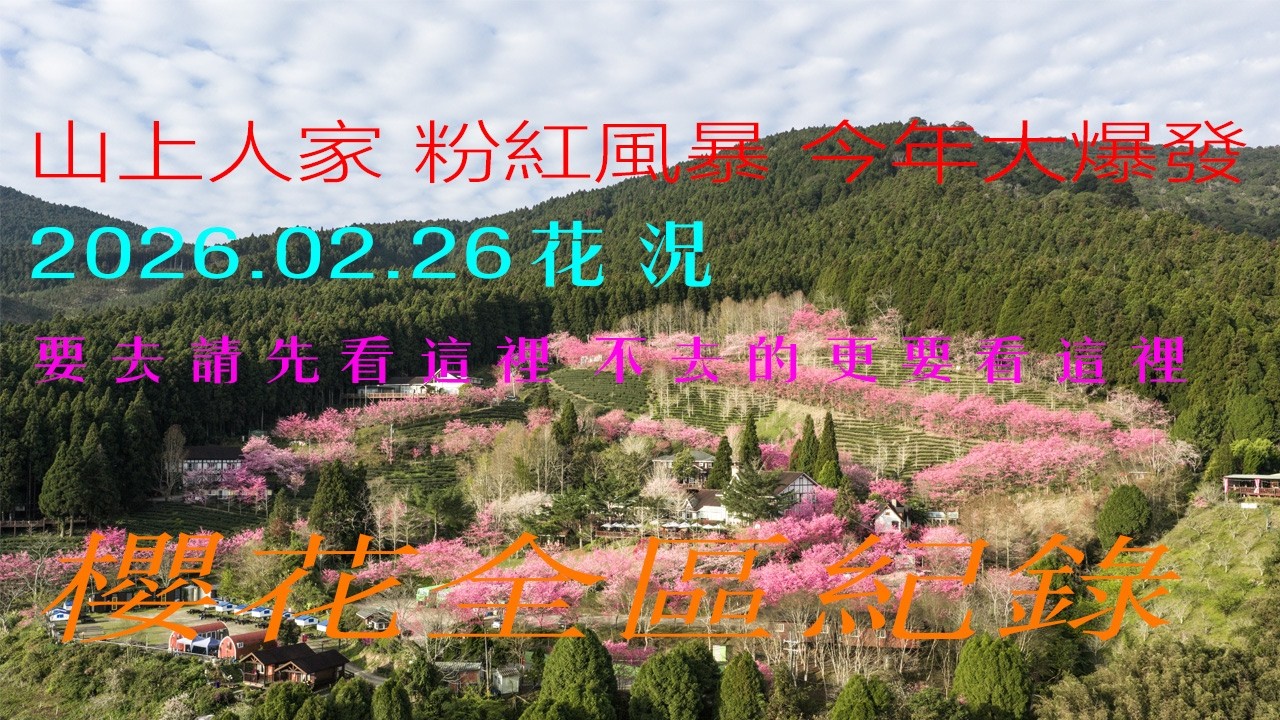 2026 山上人家櫻花大爆滿！清晨日出全區空拍現況全紀錄！🌸🌅  ｜8分鐘粉紅櫻花影片｜