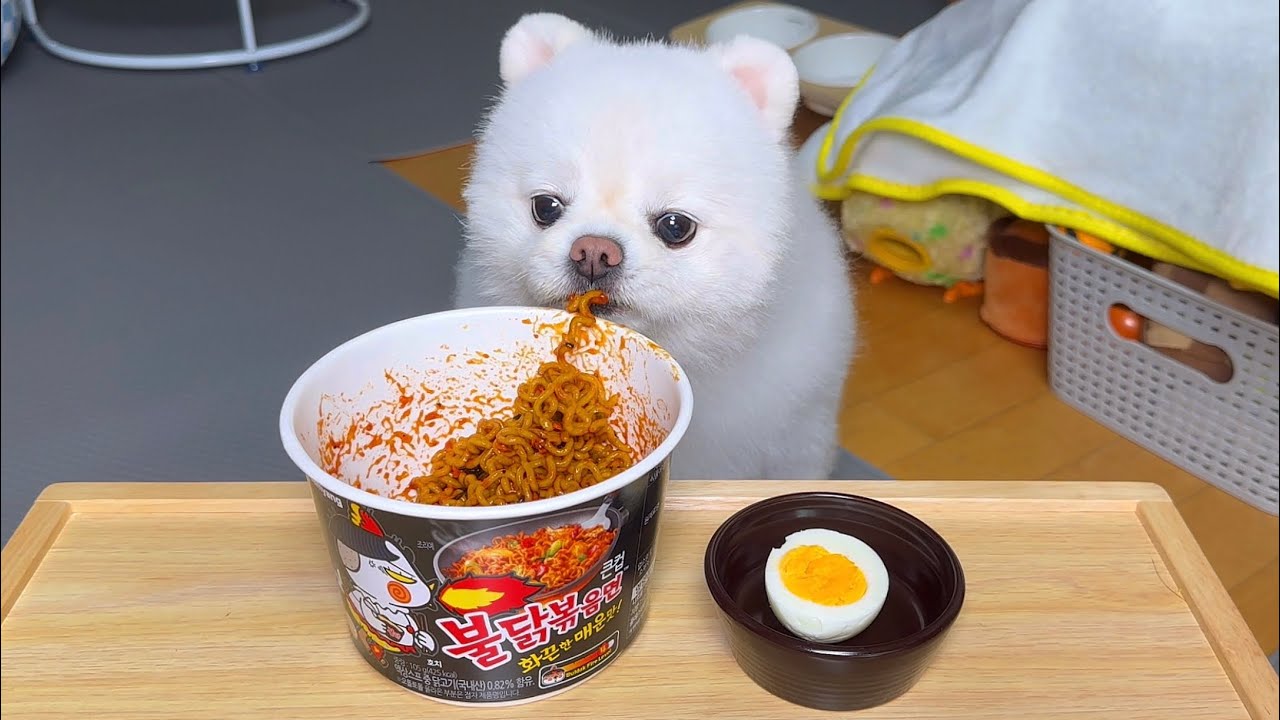 불닭볶음면 처음 먹어보고 정신 못차리는 강아지ㅋㅋㅋ