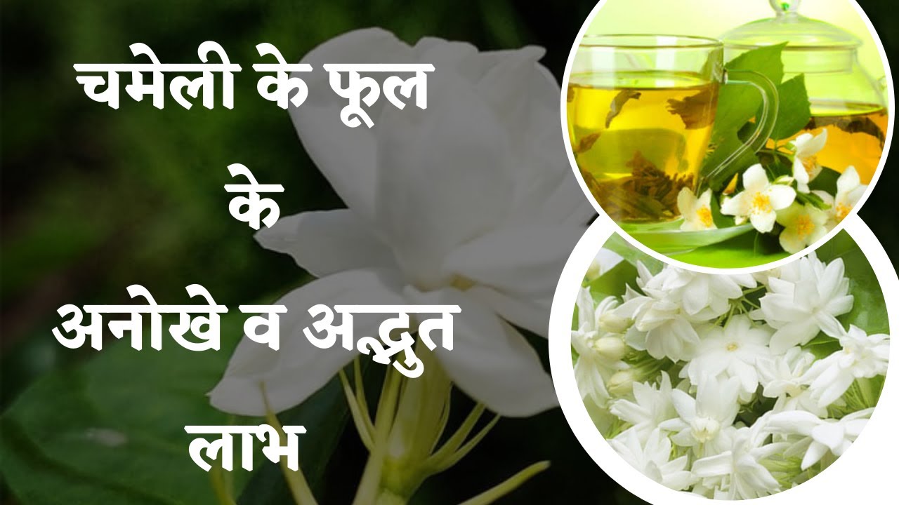 चमेली के फूल के उपयोग jasmine flower benefits Chameli ke phool ke